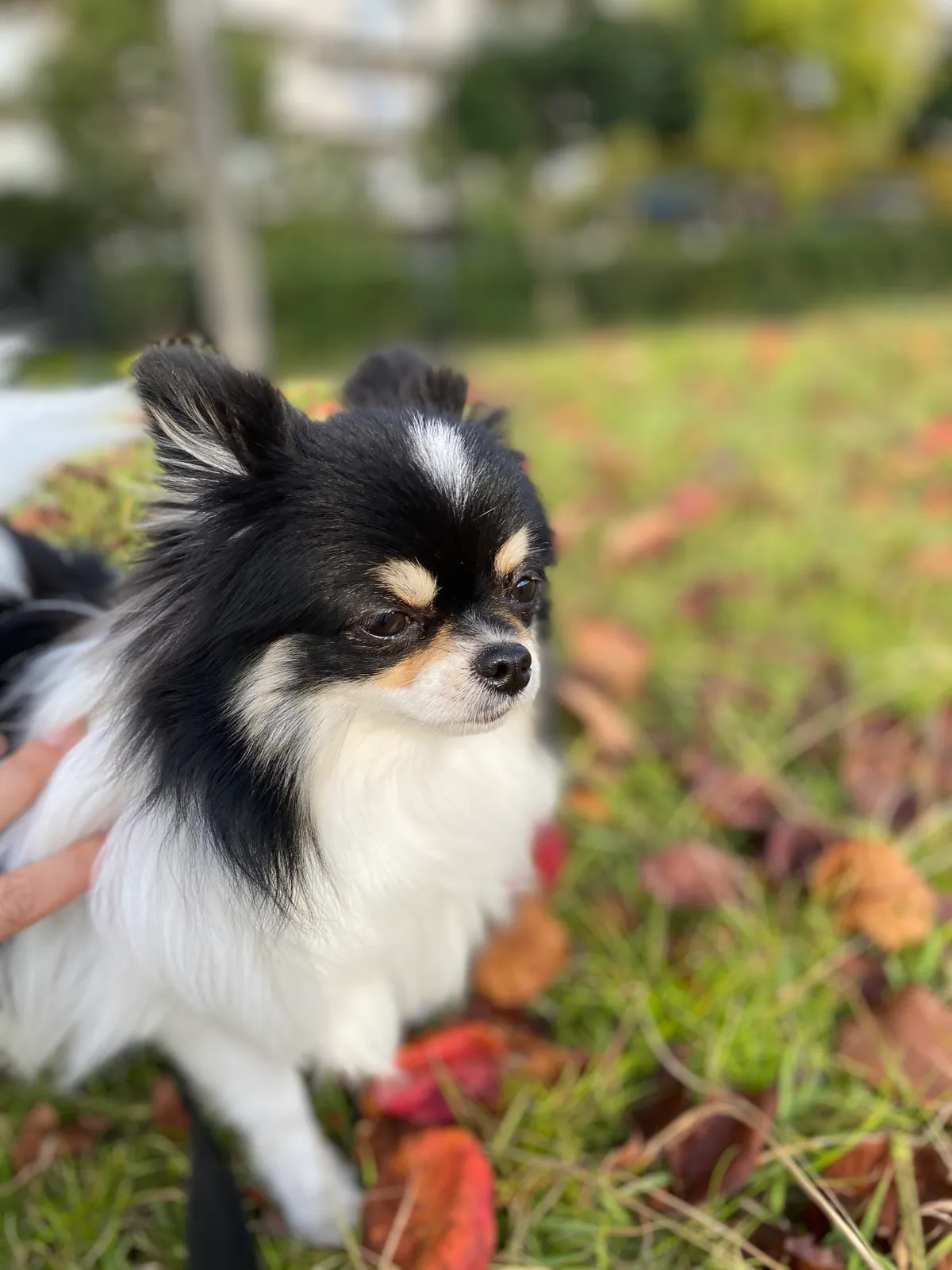 ワンちゃん同伴のようす 2