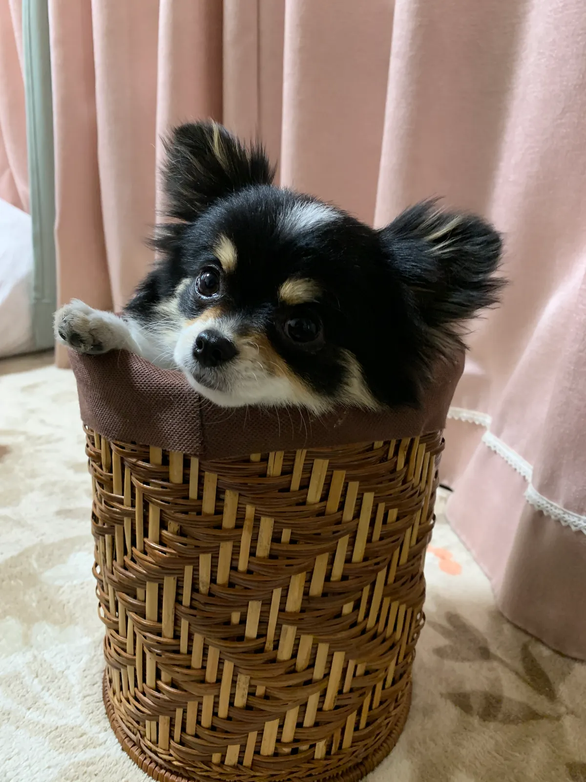 ワンちゃん同伴のようす 3